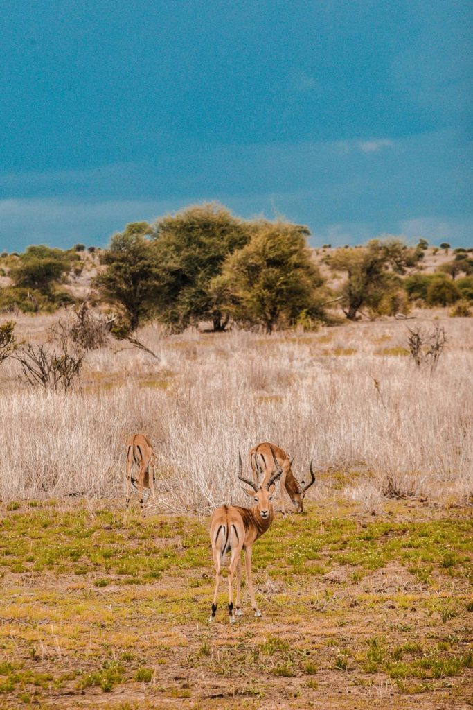 Voyages inoubliables au cœur du parc national de Hwange